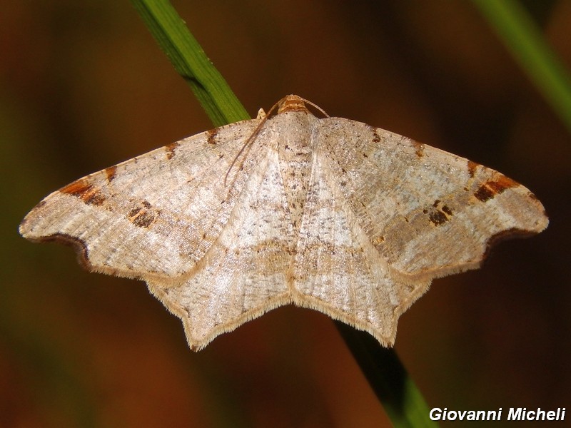 Macaria alternata?